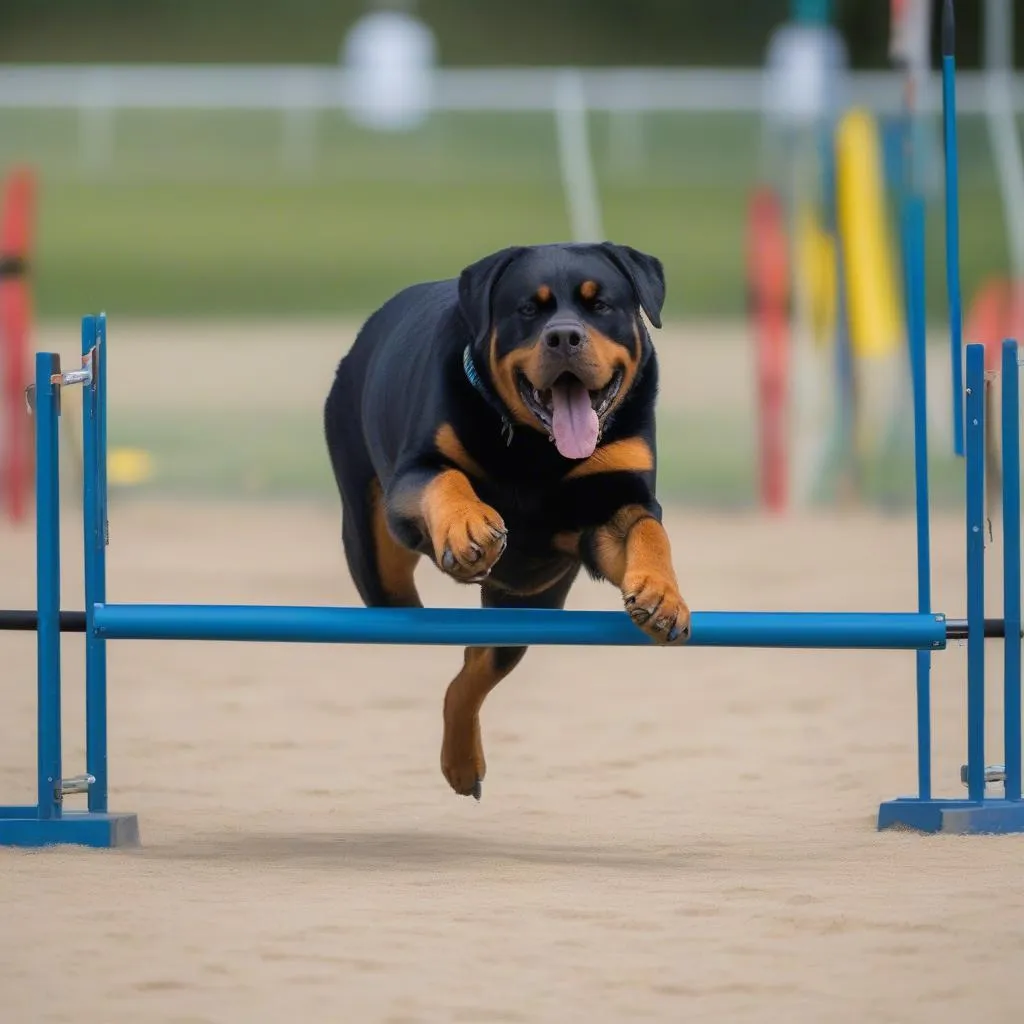 Rottweiler tham gia thi đấu trong các giải chó nghiệp dư, cạnh tranh với những giống chó khác.