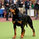 Chó Rottweiler Vô Địch Thế Giới Đang Dừng Tư Thế Chuẩn